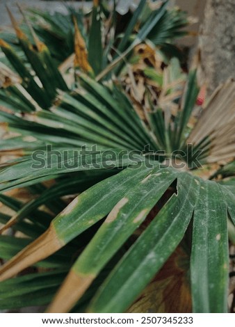 Image, Stock Photo picture of young fern leaves