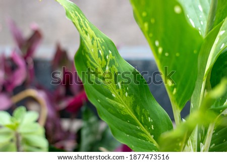 plant known as nobody can with me (Dieffenbachia seguine) in rio de janeiro Brazil. Stok fotoğraf © 