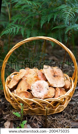 A photo of Saffron milk caps mushrooms in the basket .