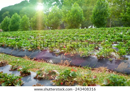 A photo of growing strawberry plants under the sun.