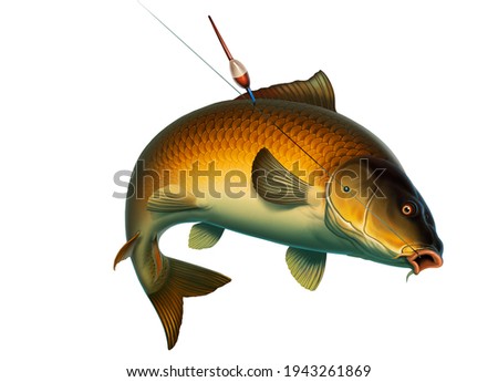 Fishing for Common Carp with a float bait. (koi) realism isolate illustration. Fishing for big carp, feeder fishing, carp fishing.