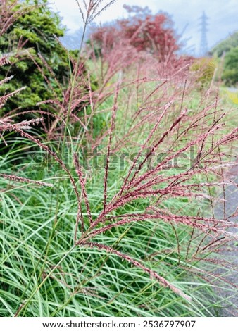 Similar – Image, Stock Photo reddish grasses Grass