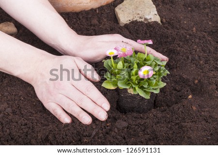 studio shot of a gardener planting bellis perennis, (daisy flowers) in flower soil.