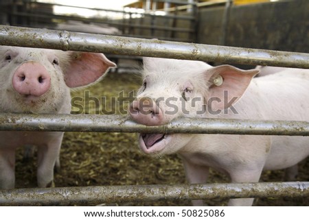 curious pigs on an eco farm waiting for food, focus on nose of both pigs