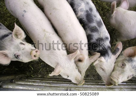 curious pigs on an eco farm waiting for food, focus on face ( eyes) of the left side pig