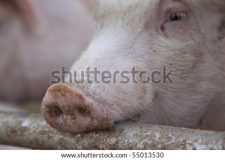 curious pigs on an eco farm waiting for food, focus on nose