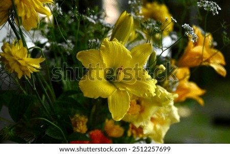 Similar – Image, Stock Photo Yellow flowers of Daylily also known as Hemerocallis sp.