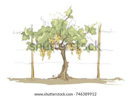 Vineyard. Grape on the trellis, color vector illustration