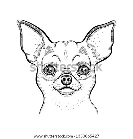 Cute chihuahua t-shirt print design. Cool animal vector in doodle hand drawn style for tee, child, baby poster, coloring book, print in ipster style. Line fashion illustration isolated on white