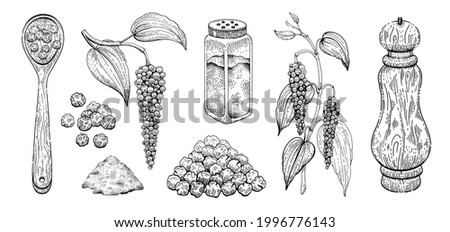Black pepper vector illustration. Peppercorn spice. Vintage sketch with plant leaf, grinder mill, spoon. Food seasoning line drawing. Engraving outline botanical hand drawn pepper isolated on white