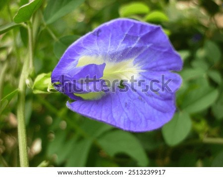 Similar – Image, Stock Photo Dwarf tulip Elegant