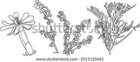 Vector illustration of Sicilian Plant: Saponara Sicula, Astrogallo dell'Etna e Romice dell'Etna