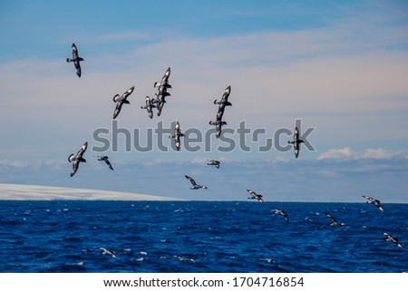 Similar – Image, Stock Photo petrel Landscape Water Sky