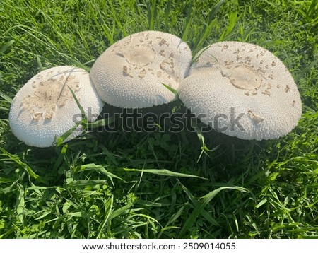 Similar – Image, Stock Photo three mushrooms grow on a moss-covered tree trunk in the forest