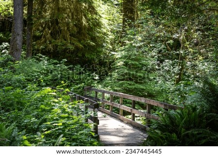 Similar – Foto Bild Waldweg auf der Olympic Peninsula, Washington, USA