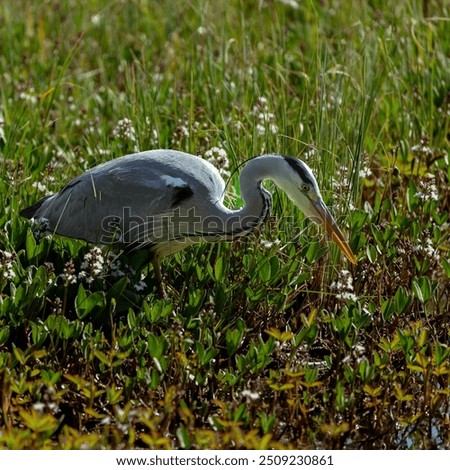 Similar – Image, Stock Photo Grey heron waiting for prey on green pond bank