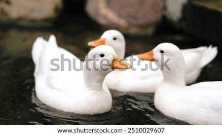 Similar – Image, Stock Photo White duck on the shore of pond with green reflecting water surface