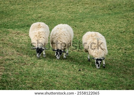 Similar – Foto Bild Drei Schafe grasen auf Mooshügeln auf der Insel Sylt in der Nordsee.