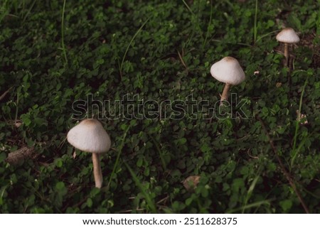 Similar – Image, Stock Photo three mushrooms grow on a moss-covered tree trunk in the forest