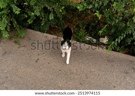 Similar – Foto Bild Straßenkatze in einem Dorf