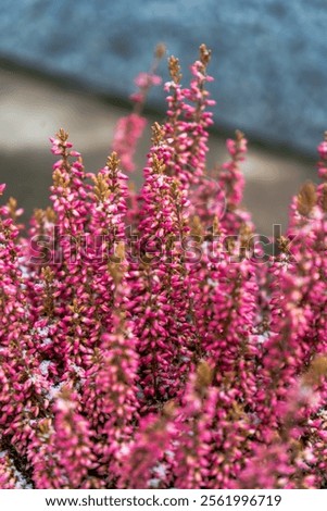 Similar – Foto Bild Pink heather Umwelt Natur