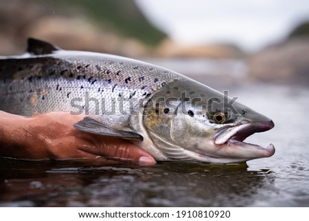 A fisherman releases wild Atlantic silver salmon into the cold water