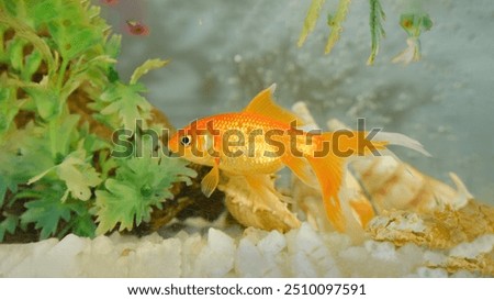 Similar – Image, Stock Photo goldfish swimming in a fishbowl on white background,