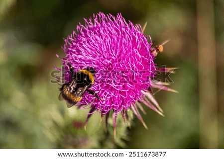Similar – Image, Stock Photo hungry bumblebee