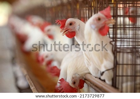 Similar – Image, Stock Photo Poultry at chicken farm