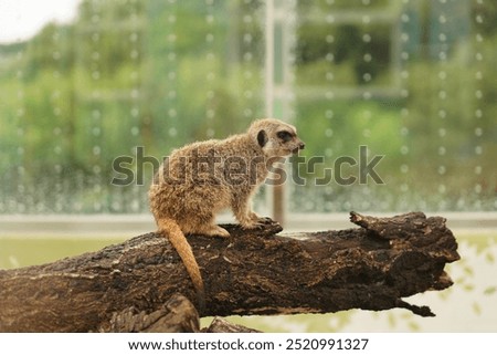 Similar – Image, Stock Photo Meerkat