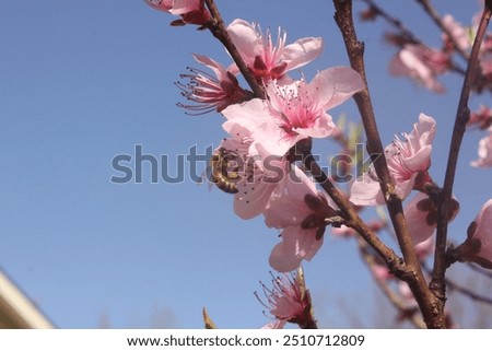 Similar – Image, Stock Photo Cherry blossoms against blue sky.