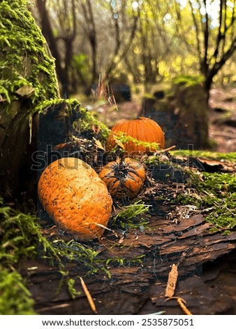 Similar – Image, Stock Photo Small everyday wild plants from the roadside have been in the jar as a bouquet for over two weeks and still give pleasure