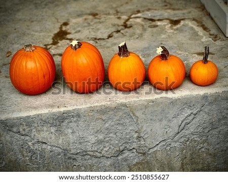 Similar – Foto Bild Winzige orangefarbene Kürbisse. Herbst-Konzept