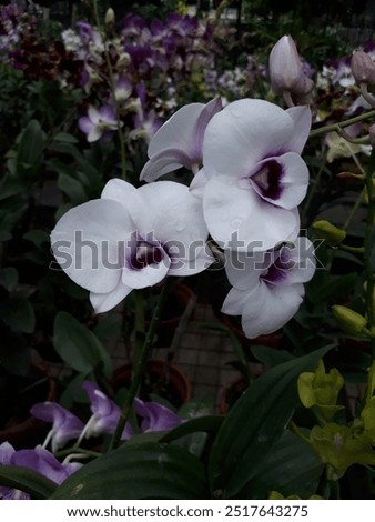 Similar – Image, Stock Photo Phalaenopsis orchid flower, tinted in pink.