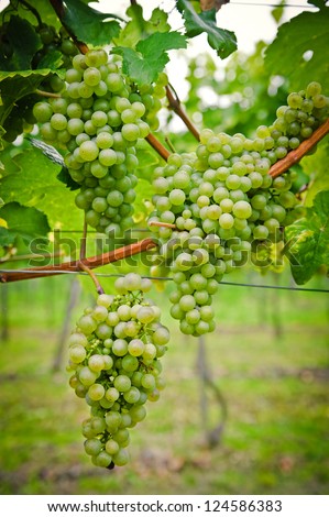 Bunch of white Wine Grapes, taken with Nikon D700