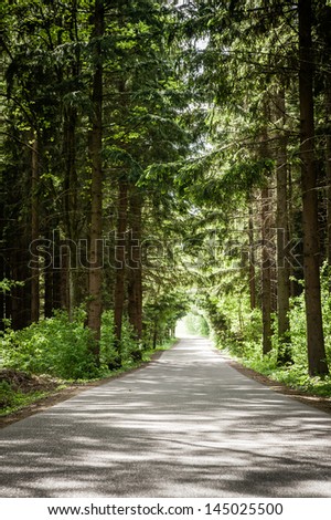 Forest road in the summer