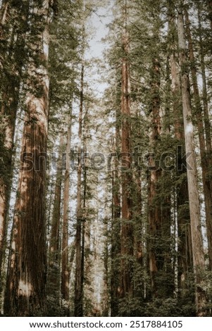 Similar – Image, Stock Photo Light shimmers through the cracks into a darkened room