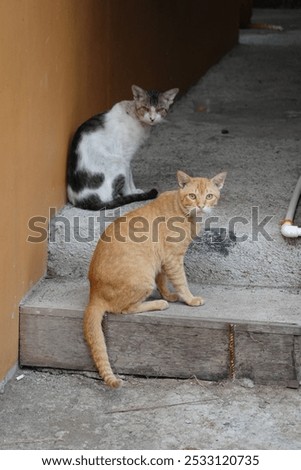 Similar – Image, Stock Photo three curious kittens side by side inside of cat pet cave