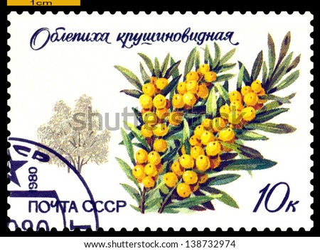 RUSSIA - CIRCA 1980: a stamp printed in Russia shows sheet and fruits of the Sea bucthorn, series, circa 1980
