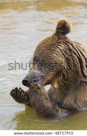 Brown Bear Eating Grapes In the Water
