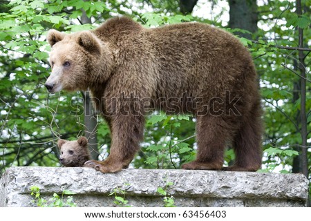 Young wild bear in the forest near Sinaia, Romania. Here bears got used to be fed by tourists and this became a problem both for humans and bears.