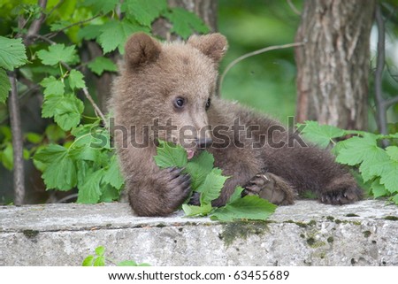 Young wild bear in the forest near Sinaia, Romania. Here bears got used to be fed by tourists and this became a problem both for humans and bears.