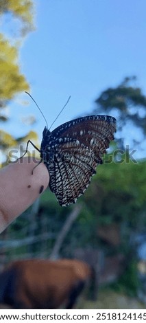 Similar – Foto Bild drei, sind einer zuviel…