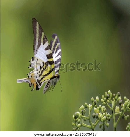 A butterfly flutters its wings in the greenery victor atrs