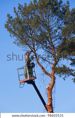 gardening worker, lopper,  cutting twigs from a fir tree