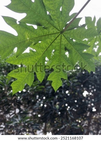 Similar – Foto Bild Haselnuss Blatt auf reflektierenden Untergrund im Detail fotografiert