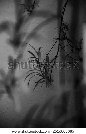 Similar – Image, Stock Photo shadow plays Leaf leaves