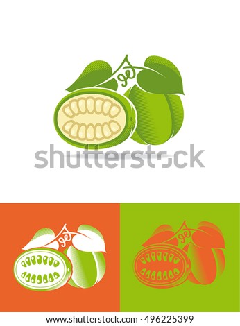 Monk Fruit Illustration isolated on white