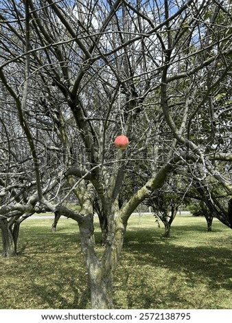 Similar – Image, Stock Photo the last apple on the lawn