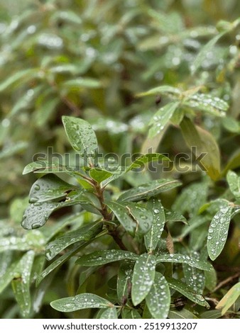 Image, Stock Photo A drop shines like a precious jewel on a filigree vine in the half-light of a December day